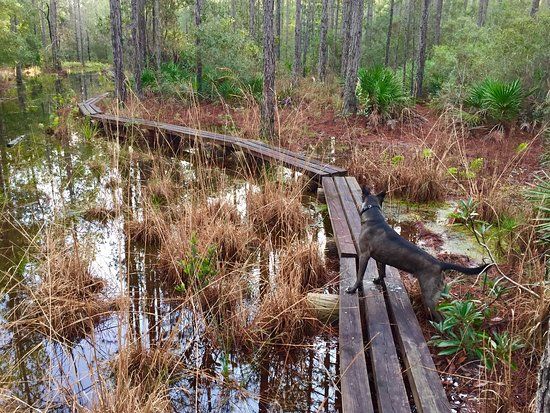 Longleaf Pine Preserve